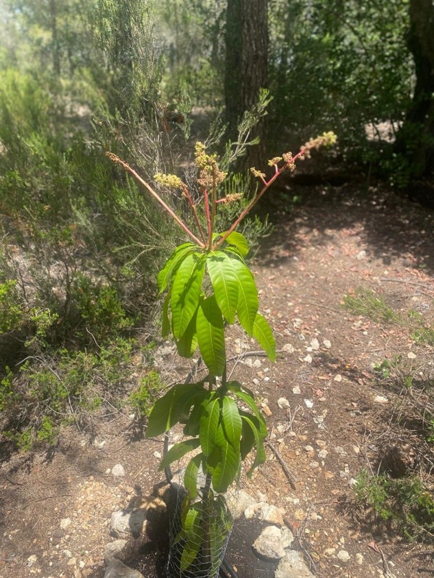 Vandaag in de hoofdrol: de árbol de mango